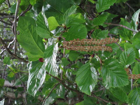 Imagem de Alnus alnobetula (Ehrh.) K. Koch