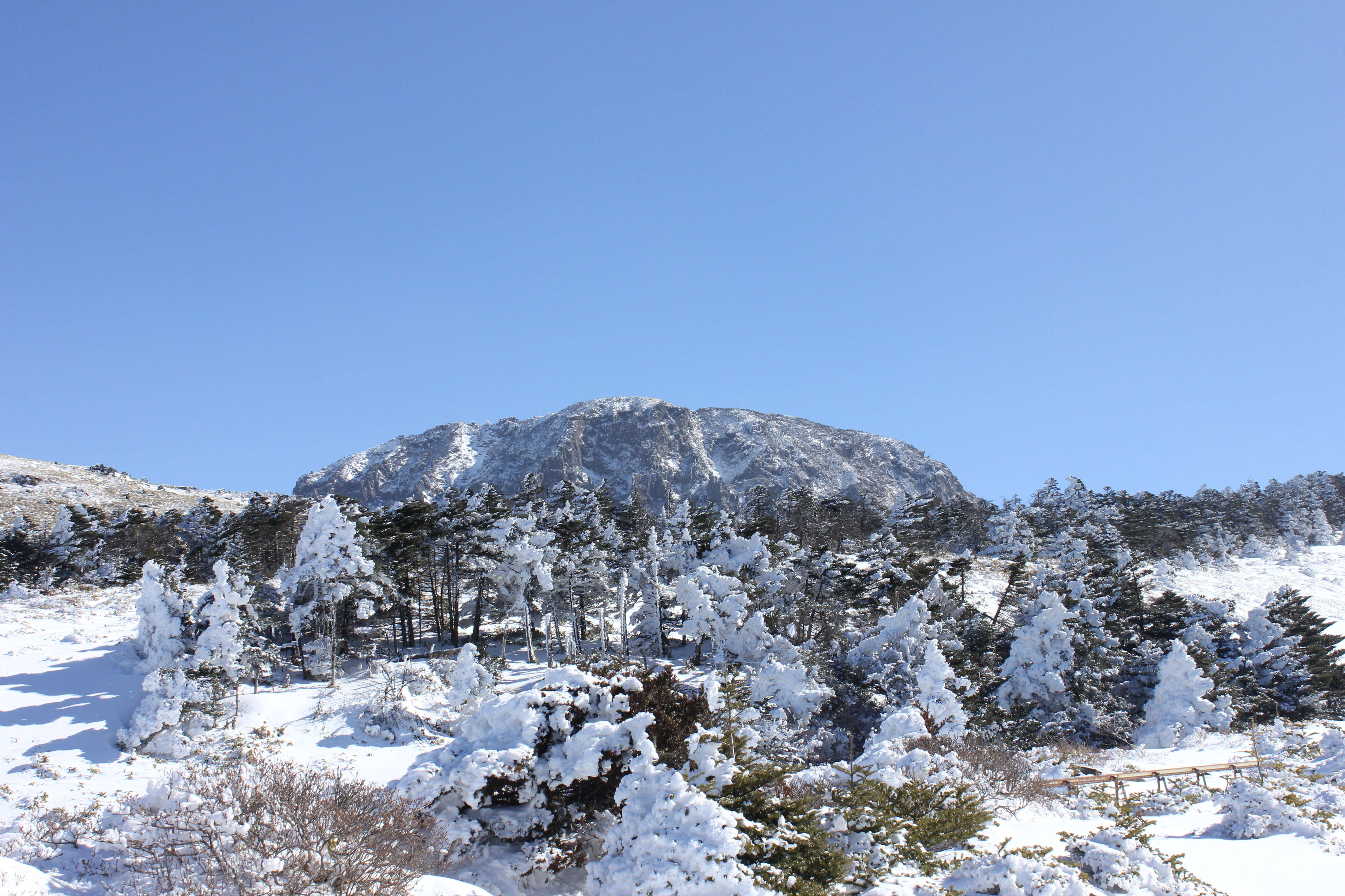 Image of Korean Fir