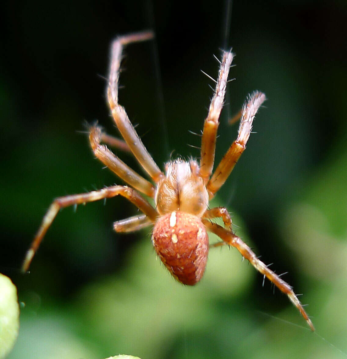 Image of Garden spider