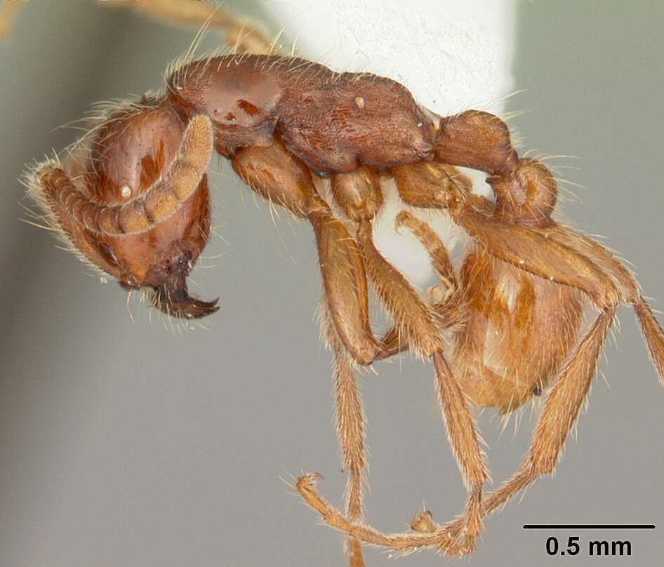 Image of Neivamyrmex opacithorax (Emery 1894)
