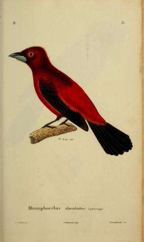 Image of Crimson-backed Tanager