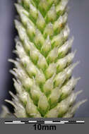 Image of Hoary Plantain