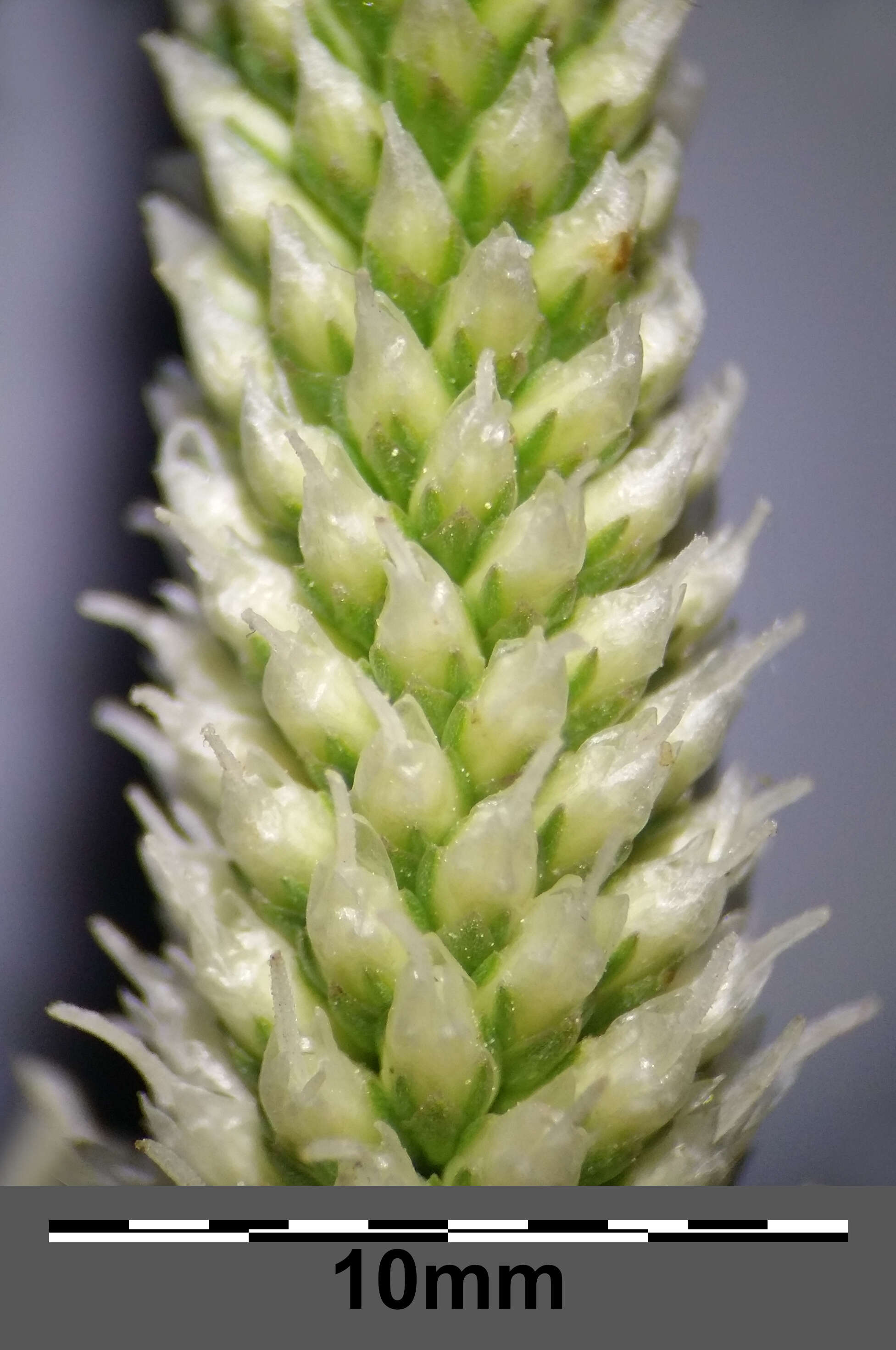 Image of Hoary Plantain