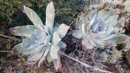 Image of Dudleya anthonyi Rose ex Britton & Rose