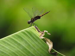 Tramea limbata (Desjardins 1835) resmi