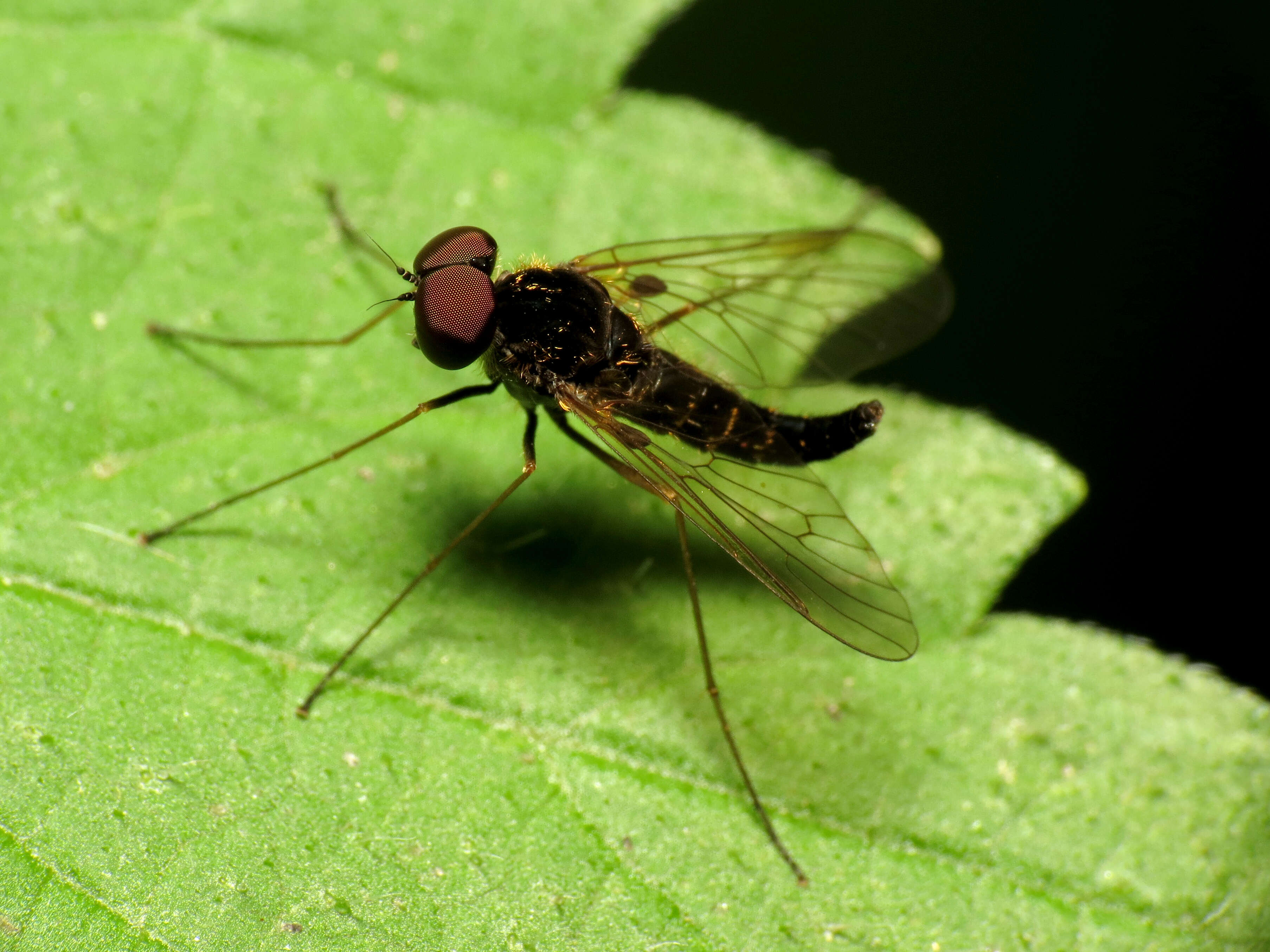 Image of Chrysopilus fasciatus (Say 1823)