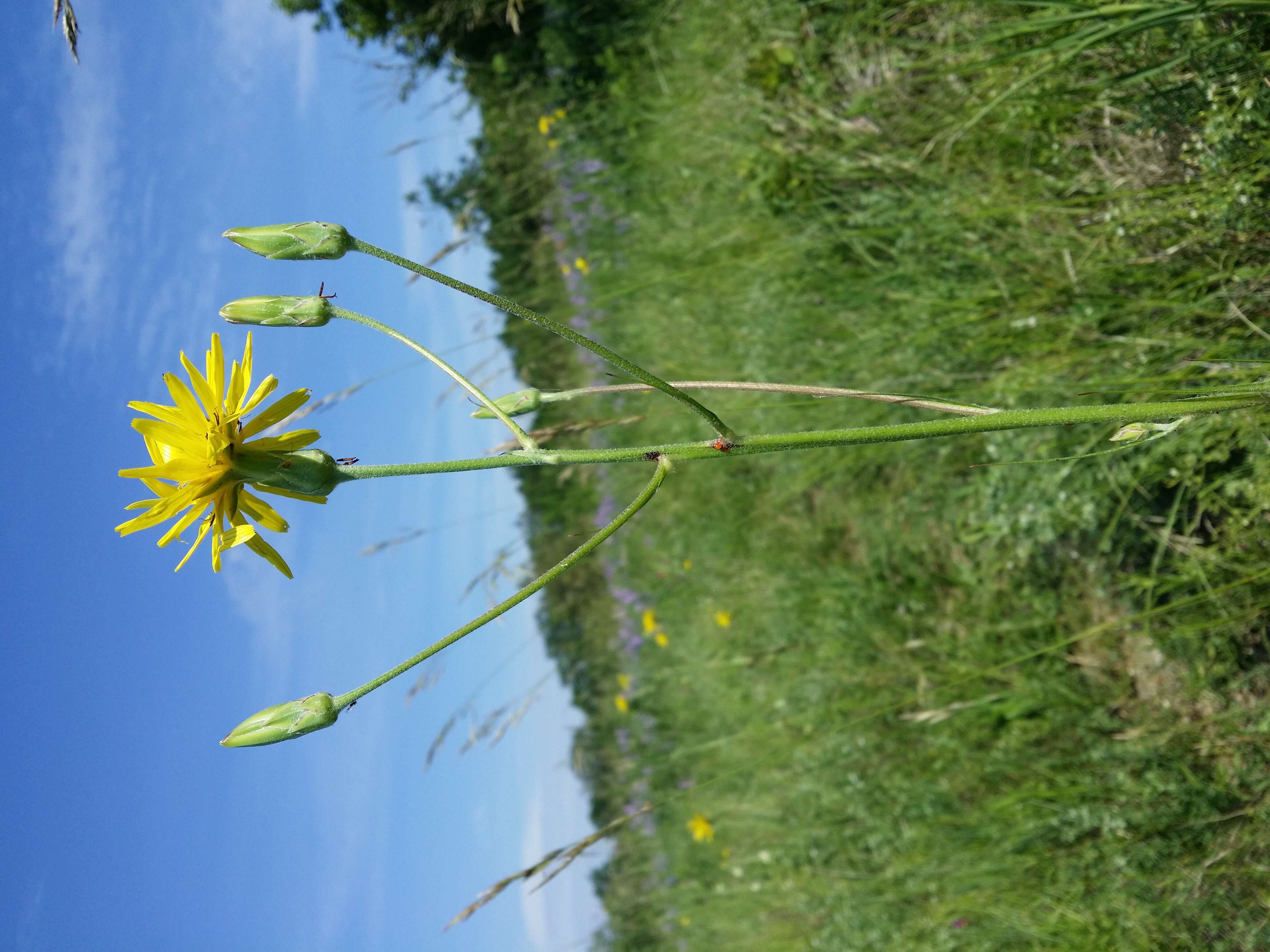 Image of black salsify