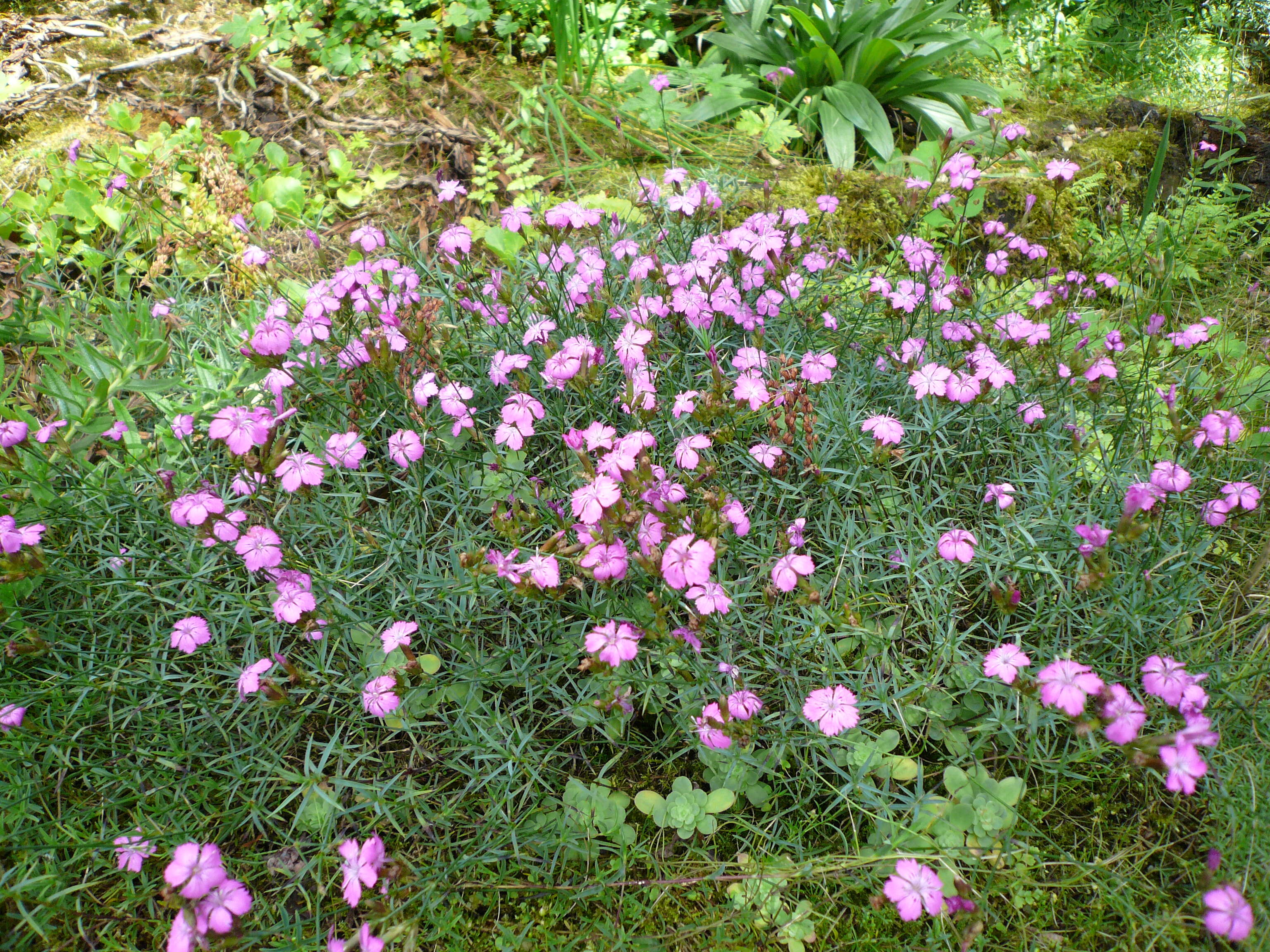 Image of Dianthus graniticus Jordan