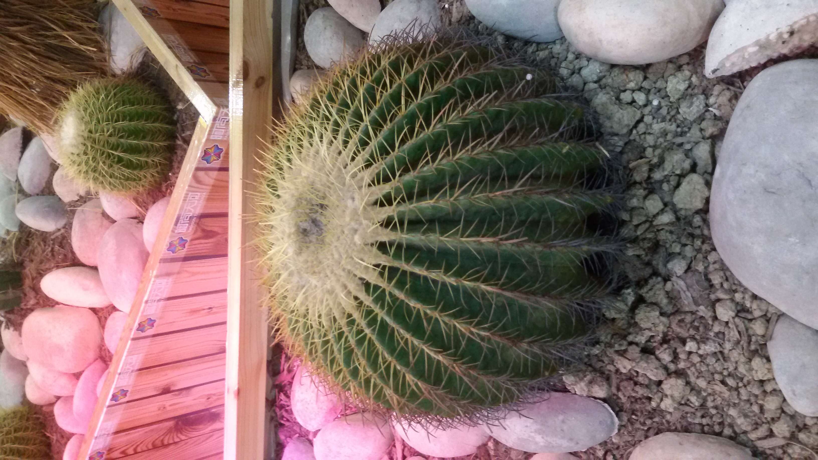 Echinopsis tubiflora resmi