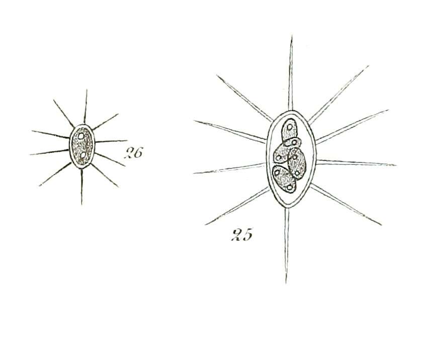 Image de Franceia Lemmermann 1898