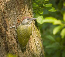 Image of Eurasian Green Woodpecker