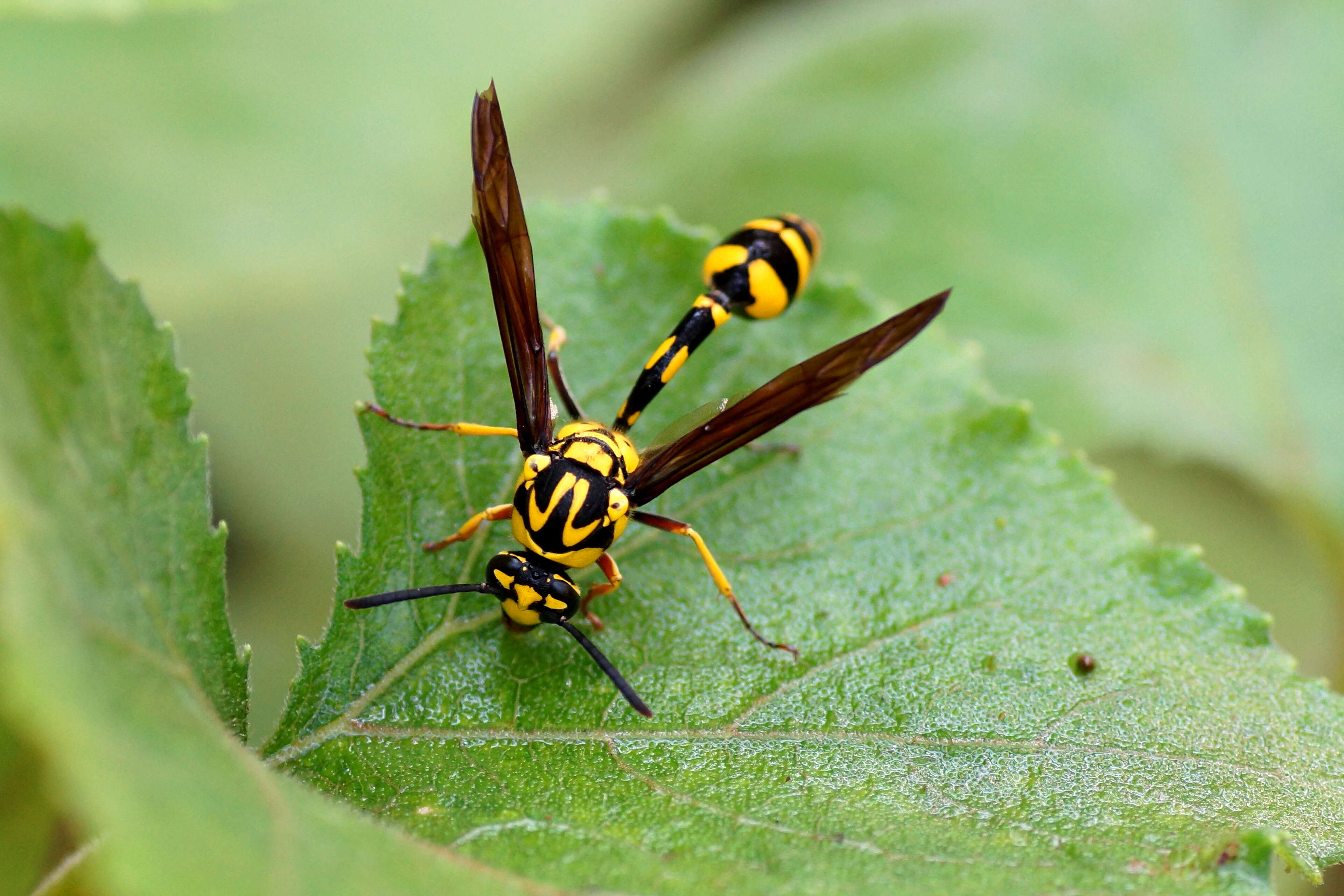 Phimenes flavopictus (Blanchard 1845)的圖片