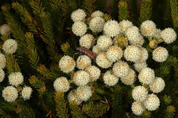 Image of Berzelia lanuginosa (L.) Brongn.