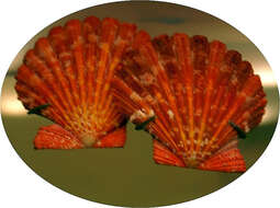 Image of royal cloak scallop