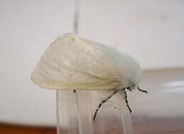 Image of White Satin Moth