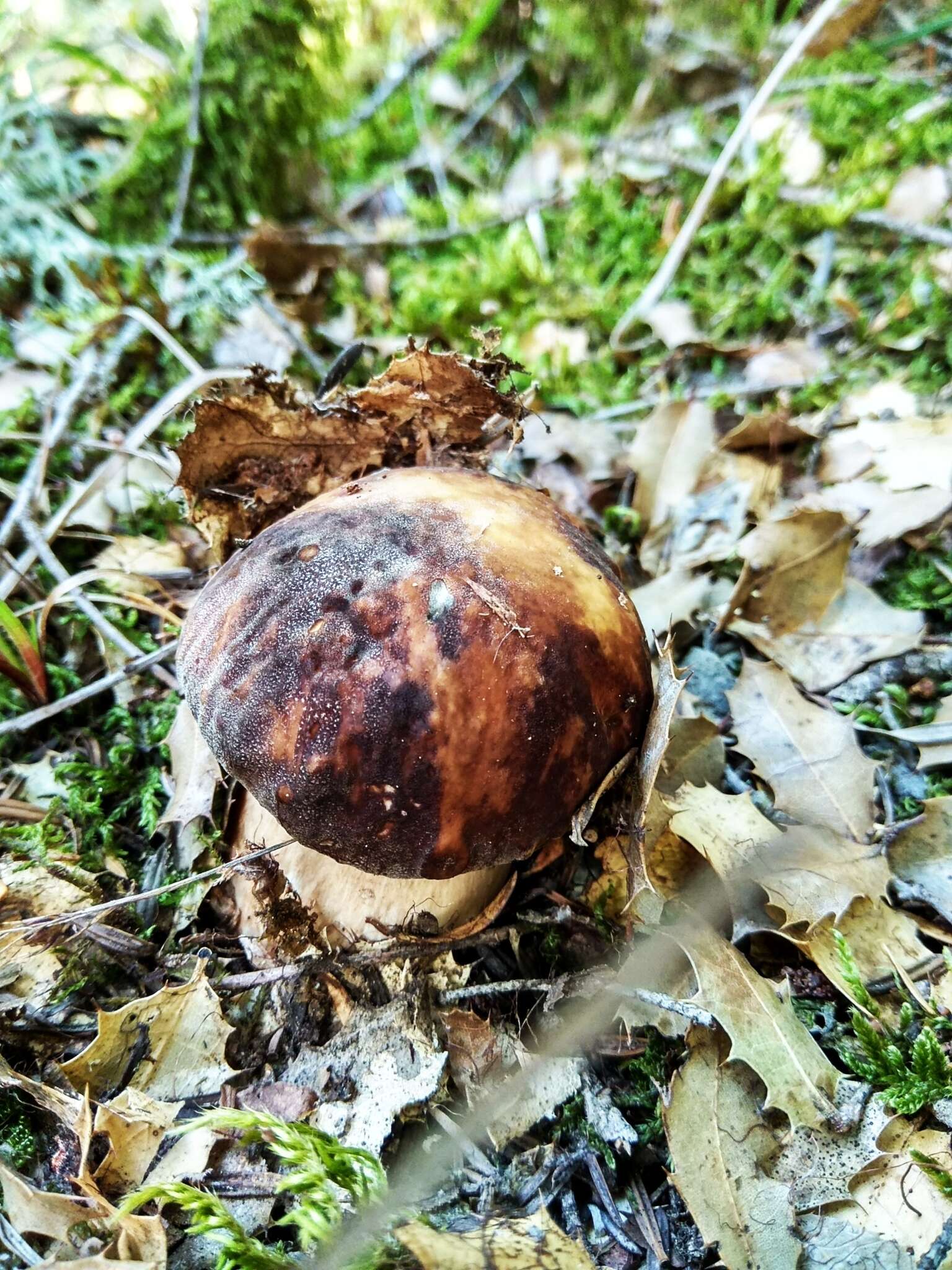 Image of Boletus aereus Bull. 1789