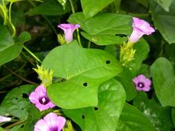 Plancia ëd Ipomoea triloba L.