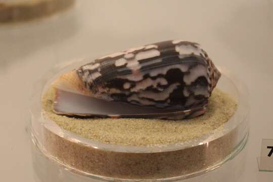 Image of Striated cone snail