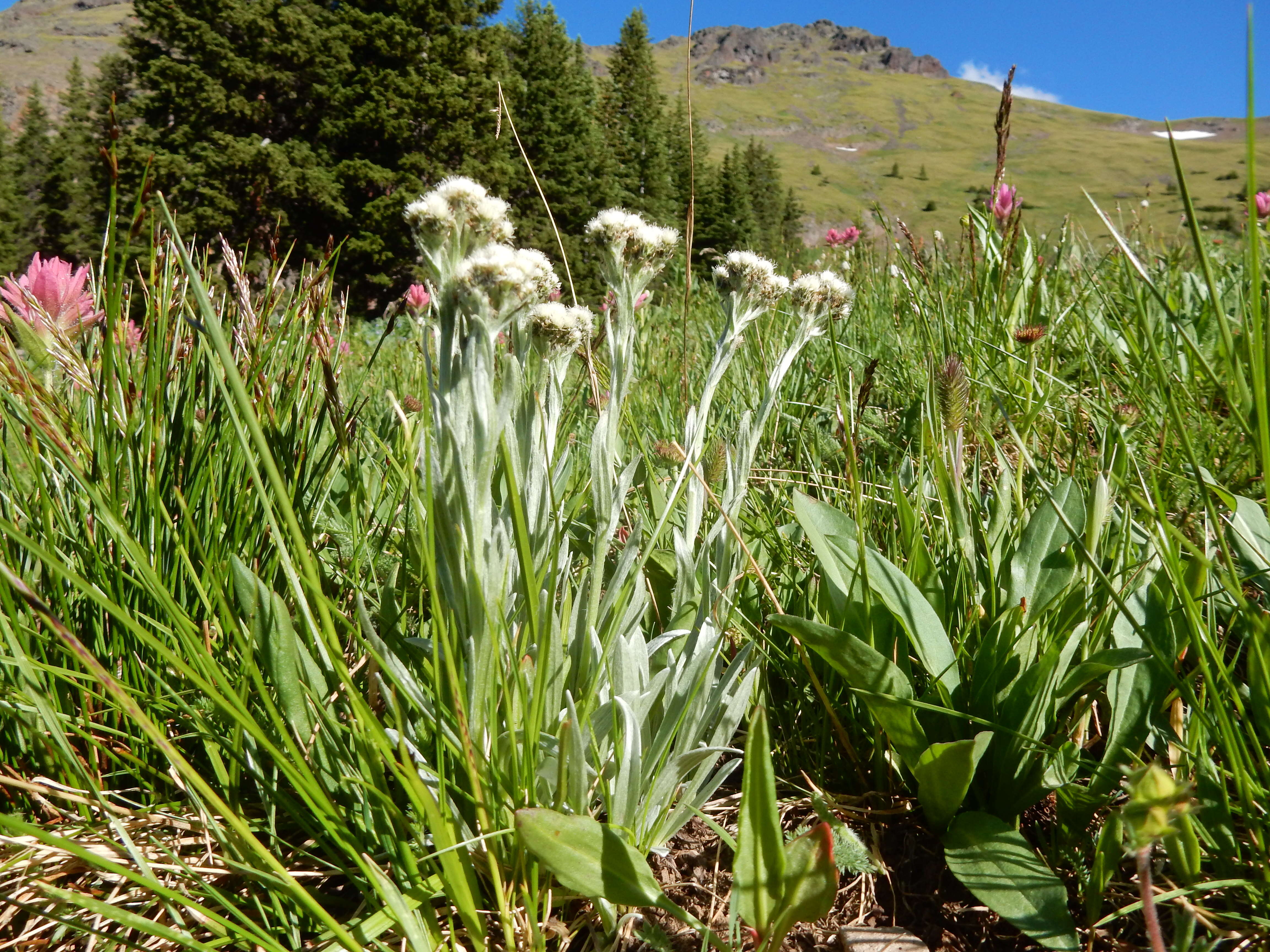 Image of alpine pussytoes