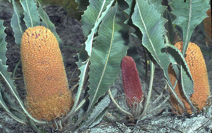 Image of Banksia goodii R. Br.