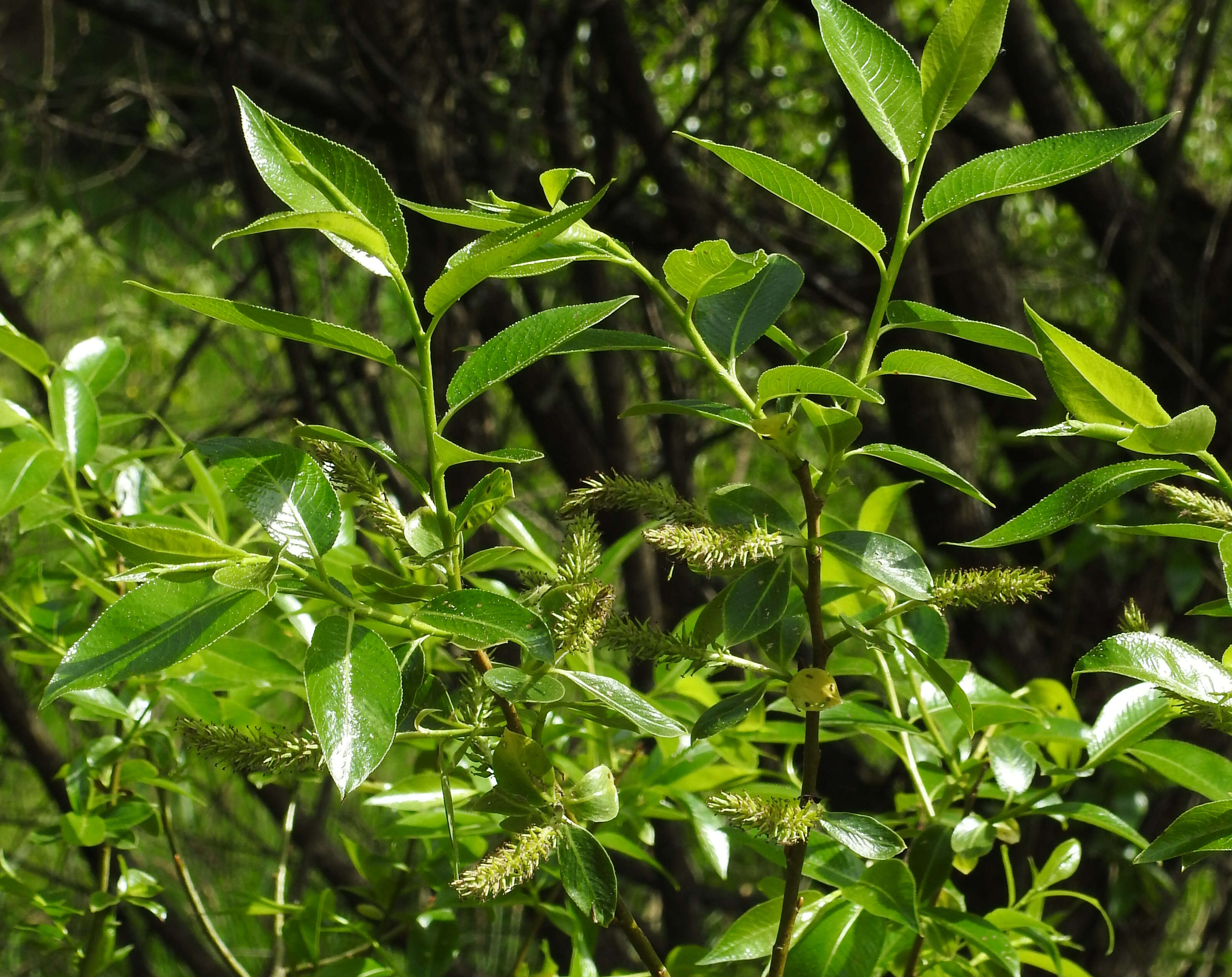 Image of Bay Willow