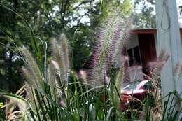 Imagem de Pennisetum alopecuroides