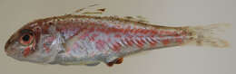 Image of Red Goatfish