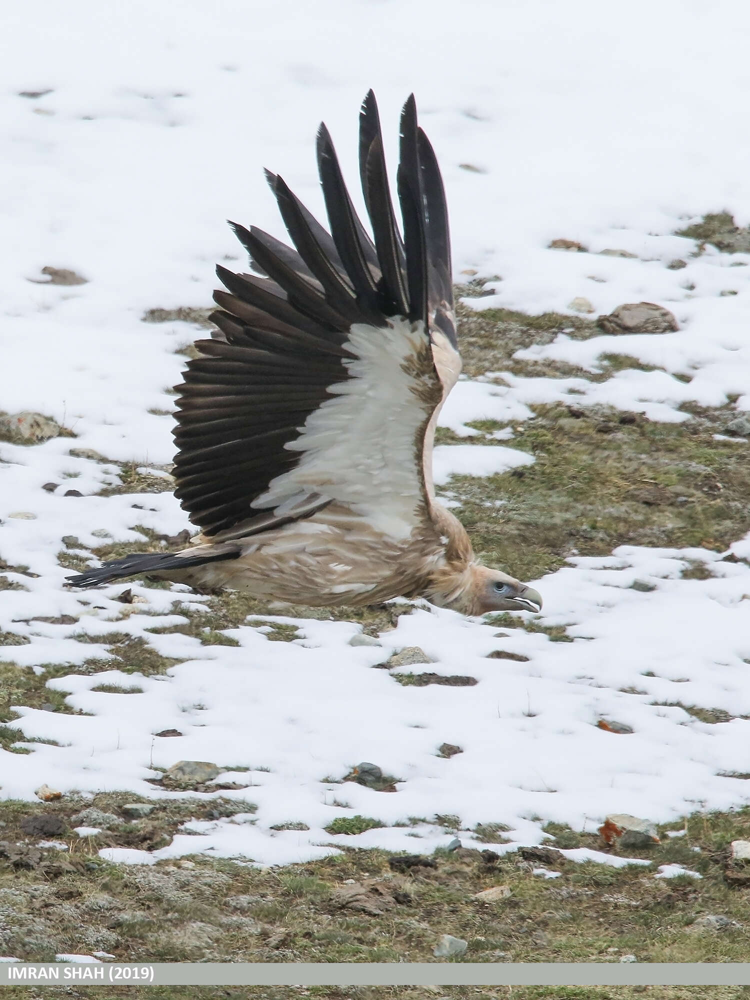 Image of Himalayan Griffon