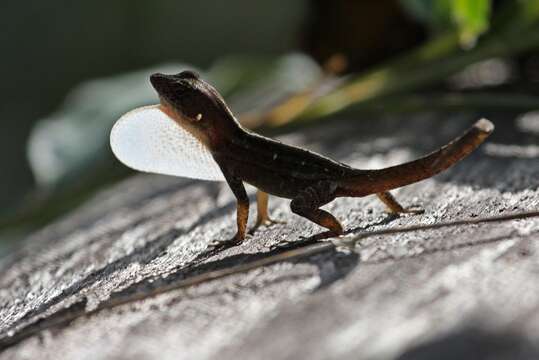 Image of Sagua de Tanamo  Anole