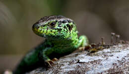 Image of Sand Lizard