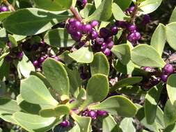 Myoporum insulare R. Br. resmi