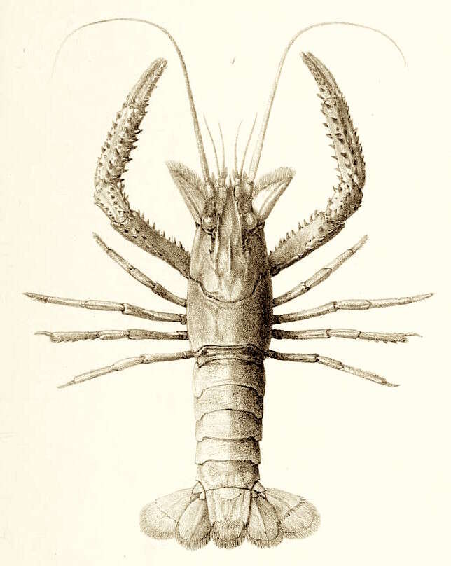 Image of Paranephrops planifrons White 1842