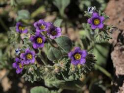 Image of nakedstem phacelia