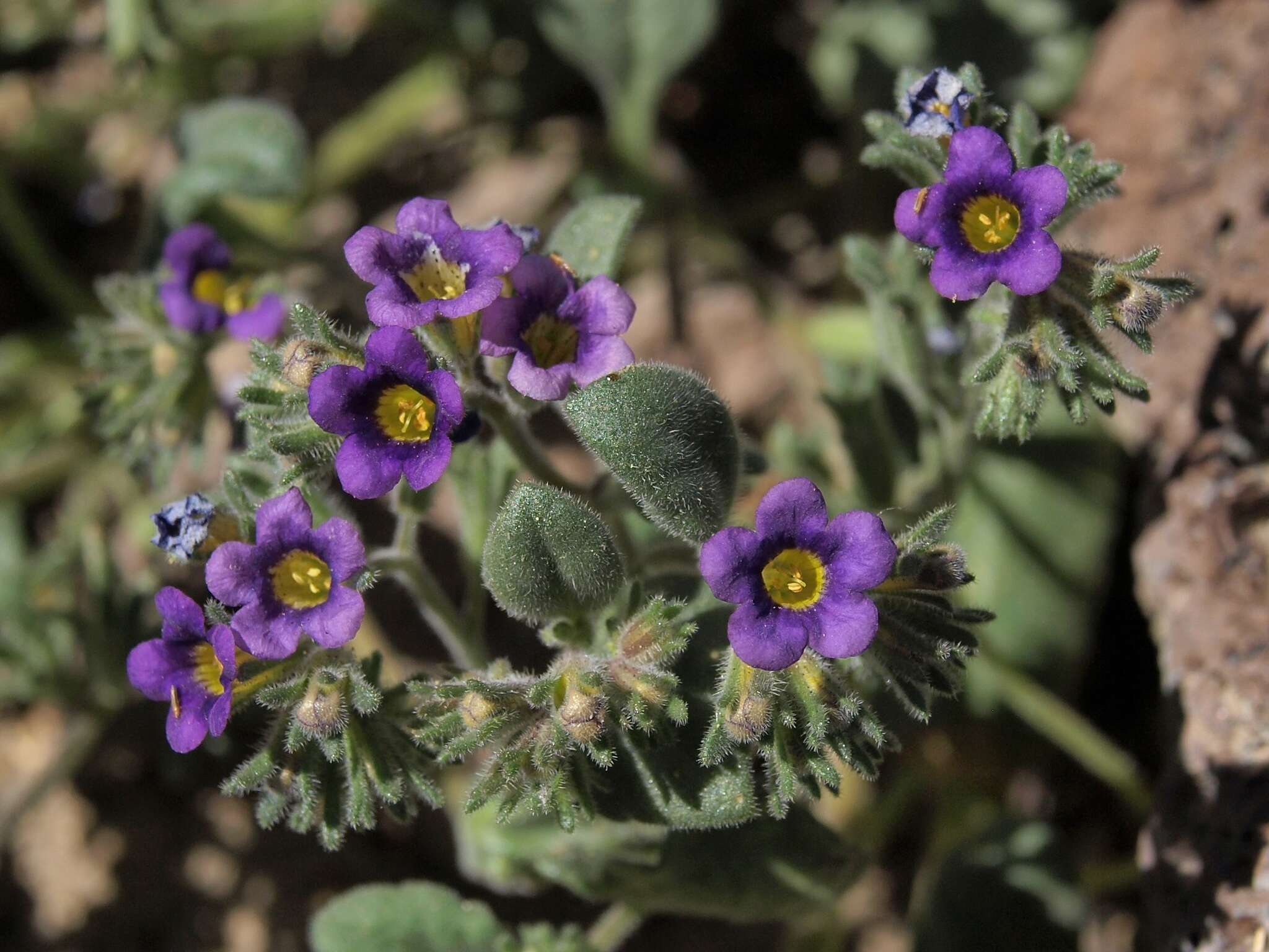 Image of nakedstem phacelia