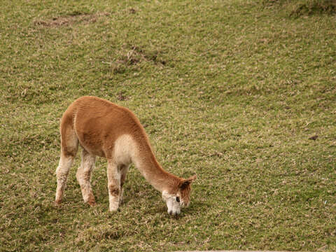 Image of Alpaca