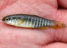 Image of Mediterranean Killifish