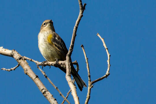 Image of Audubon's Warbler