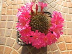 Image of Rebutia minuscula K. Schum.