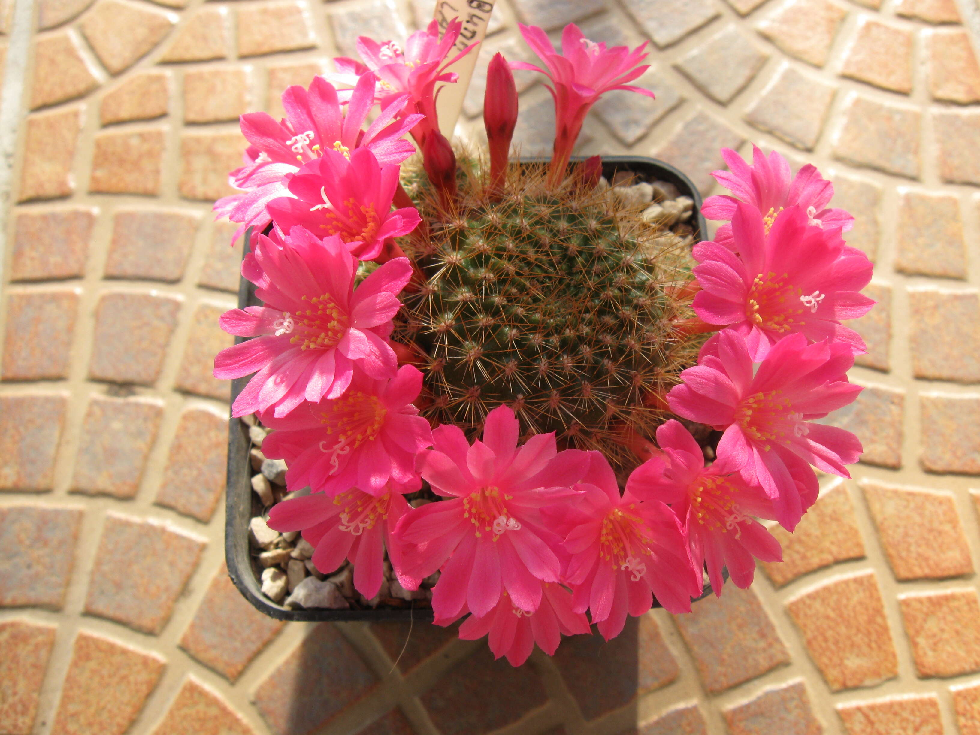 Image of Rebutia minuscula K. Schum.