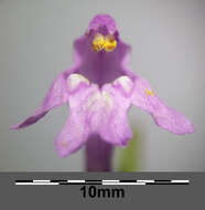 Image of Red hemp-nettle