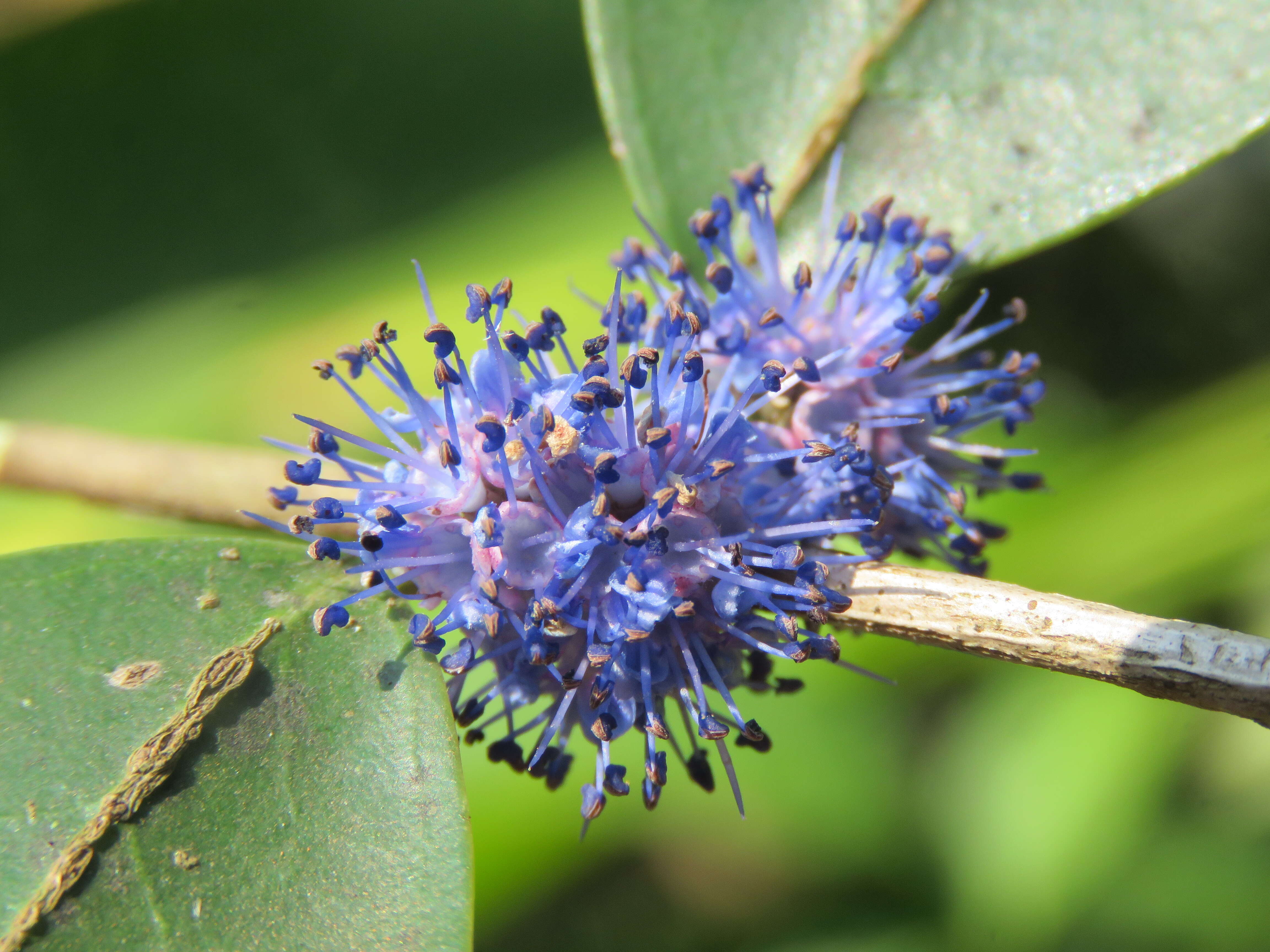 Слика од Memecylon umbellatum Burm. fil.