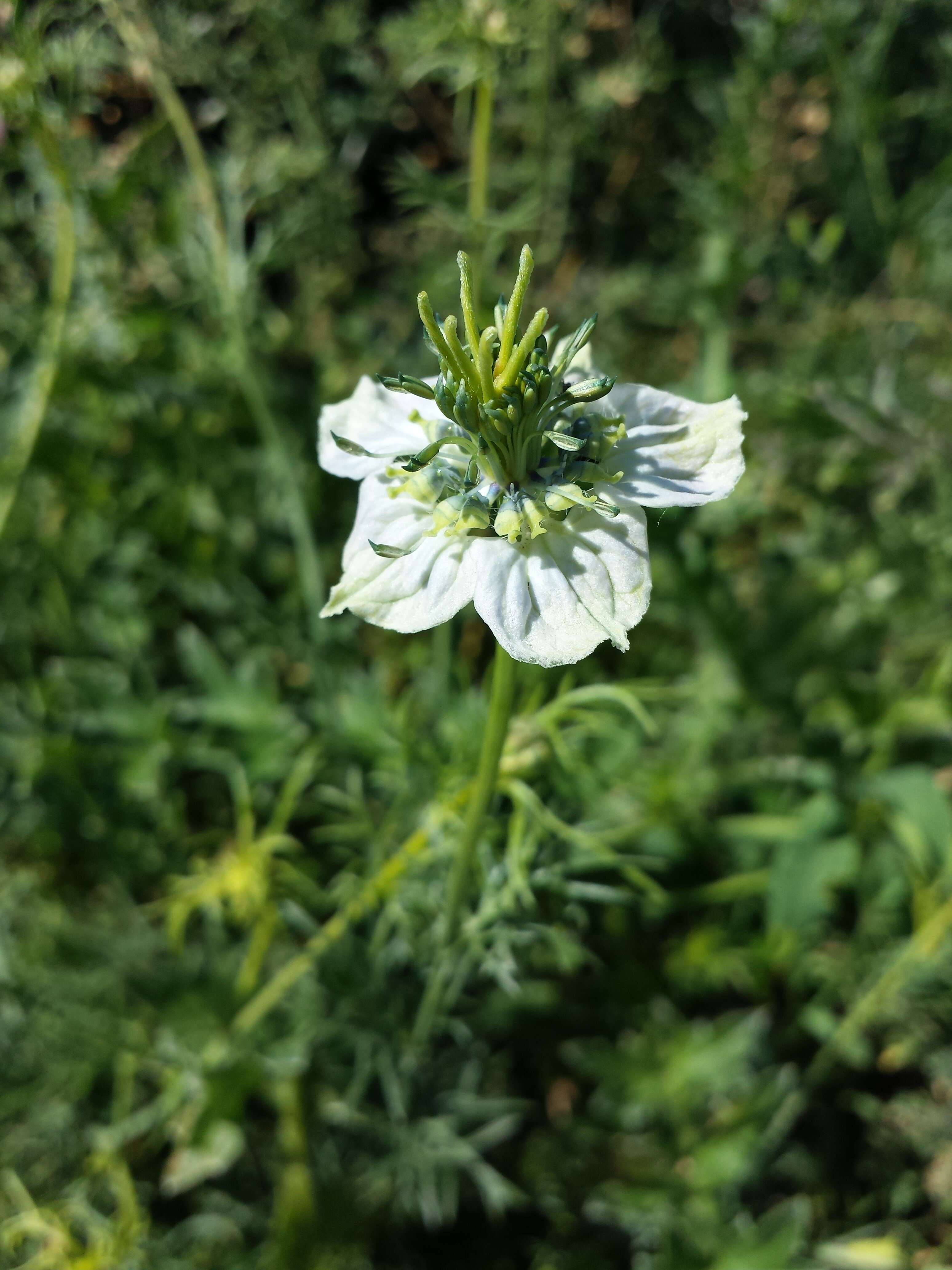 Nigella arvensis L. resmi