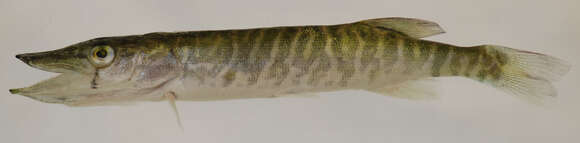 Image of Pickerel