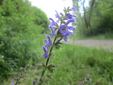 Imagem de Salvia pratensis L.