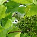 Image of Pohnpei Fruit-dove