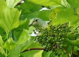 Image of Pohnpei Fruit-dove