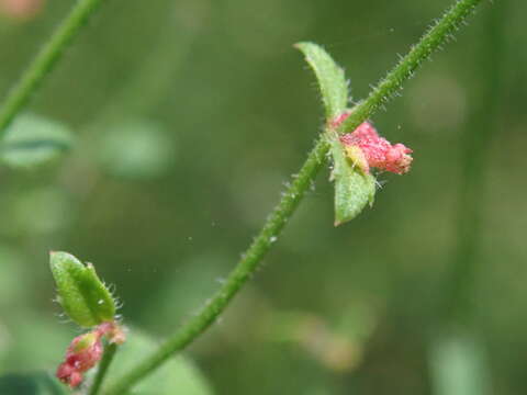 Image of Gonocarpus teucrioides DC.