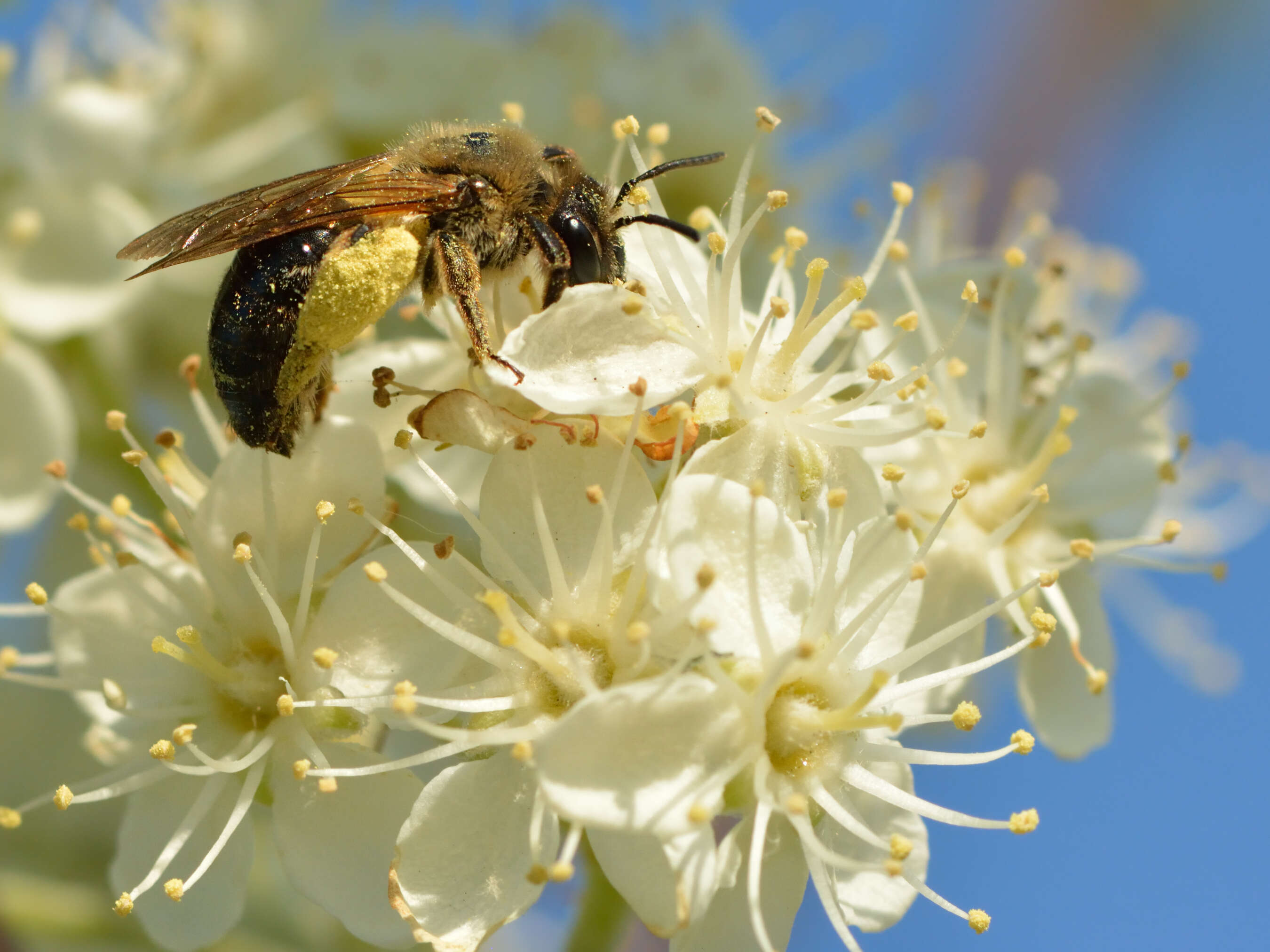 Image of early mining bee