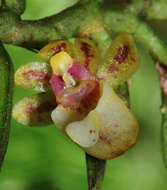 Image of Gastrochilus kadooriei Kumar, S. W. Gale, Kocyan, G. A. Fisch. & Aver.