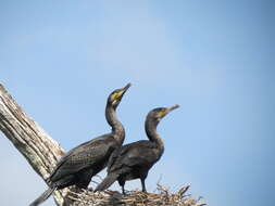 Image of Black Shag